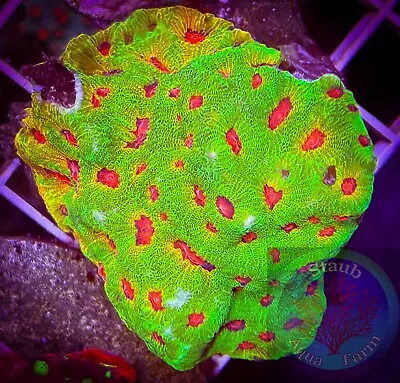 SAF~Large Fascination Favia Colony Live Coral “WYSIWYG” LPS Live Coral • $199.99