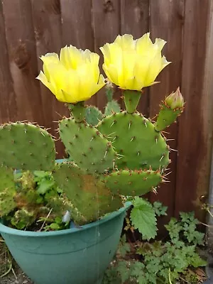 £15 • Buy Opuntia Phaeacantha V. Oklahomensis