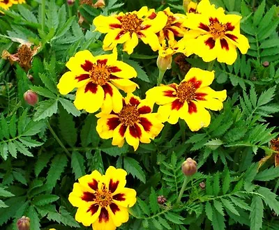 French Marigold Dainty Marietta (dwarf) 75 Fresh Seeds Free Usa Shipping • $1.49