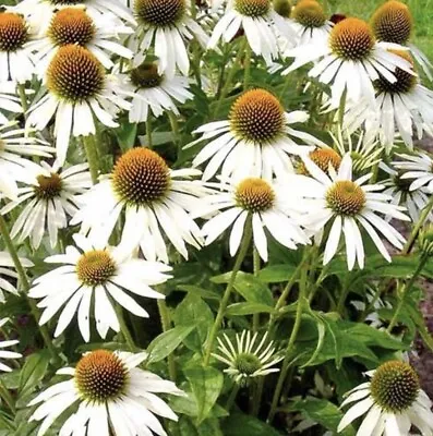 CONEFLOWER WHITE SWAN - 50 SEEDS - Echinacea Purpurea Alba - Perennial Flower • £1.50