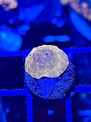 Ultra Orange Disco Mushroom Coral King Wysiwyg Live Coral Frag • $15.50