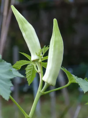 Okra Seeds Silver Queen White Vegetable Garden LADYS FINGER SEEDS  • $2