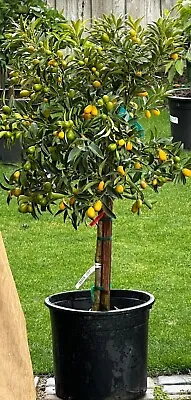 Grafted NAGAMI Sweet Kumquat Citrus Tree 5gal Pot Ship UPS Overnight • $165