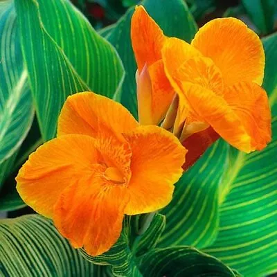 Canna Lily Pretoria Tropicanna Gold Potted Plants • £25