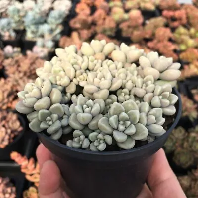 Graptopetalum Mendozae- Succulent Plant • $10