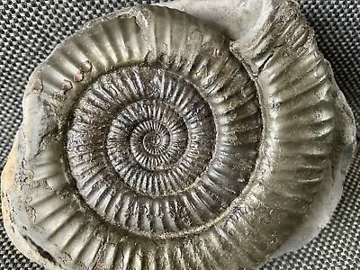 Large Whitby Dactylioceras Sp Fossil Ammonite Nodule Rare Yorkshire Coast UK • $34.19