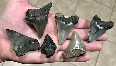 MEGALODON & AURICULATUS BARGAIN PKG -S.W. FLORIDA LAND FINDS-Shark Tooth Fossils • $99