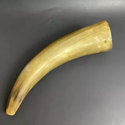 Natural Bull Steer Blow Cow Horn Approx. 12” • $20