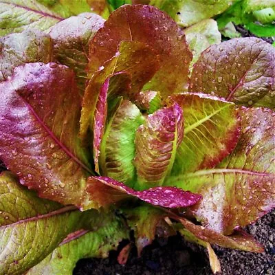 1000 ROUGE D'HIVER LETTUCE SEEDS ~ 2024 ~ Heirloomseedguy ~ USA • $1.69