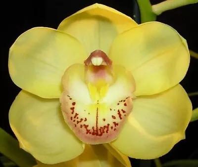 Cymbidium Orchid - Kimberley Ingot Kings Gold • $40