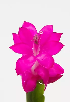 1x Thor Sharon Zygo Cactus Schlumbergera Cutting • $7.80