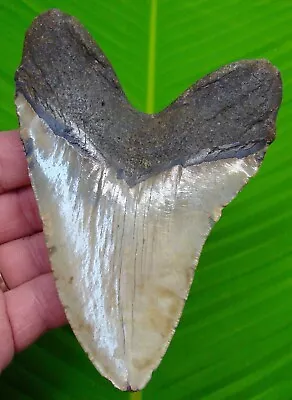 Megalodon Shark Tooth  - 5 & 1/4  Big & Natural - Real Fossil Megladone • $165