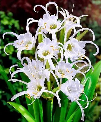 5 Hymenocallis Ismene Festalis Bulbs Peruvian Daffodil Garden Summer Perennial  • £8.99