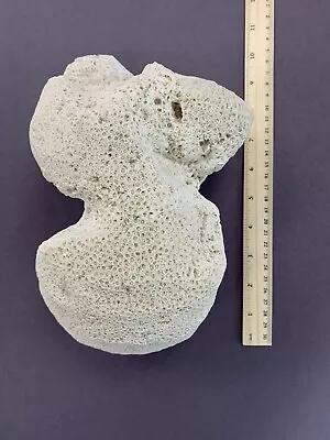 Large Natural BRAIN CORAL Fossil Specimen Approx 9.5”x6.5”x5” • $50