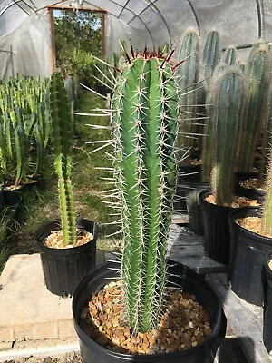 Pachycereus Pecten-aboriginum • $200