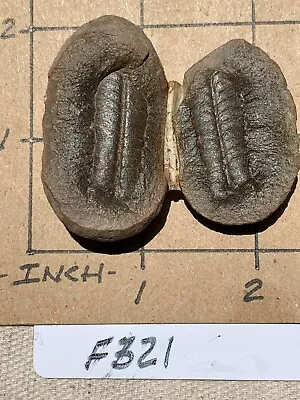 ☆ 2 Inch - MAZON CREEK PTYCHOCARPUS UNITUS Fern Fossil ☆ Unusual ☆321 • $9.02
