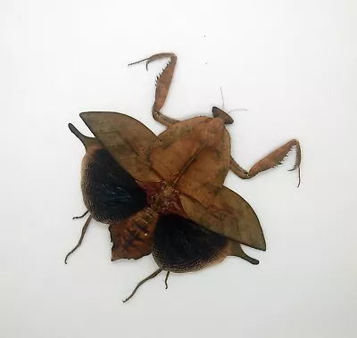 Mantidae - Leaf Mantis - Deroplatys Truncata (f ) - Leaf Mimi  -  V. Rare MT (D) • $38.98