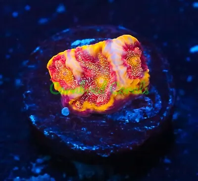 Cornbred's Fireball Favia - WYSIWYG - Frag - LIVE CORAL • $74.99