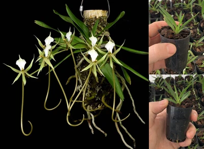 $22 • Buy RON Orchid Plectrelminthus Plmths. Caudatus SPECIES 50mm Pot VERY RARE