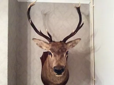£800 • Buy Taxidermist  Deer Head