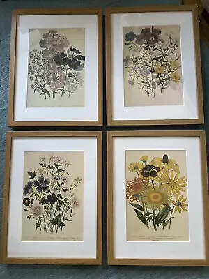 4 Floral Framed Prints Ikea Ribba Frames • £40