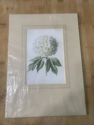 Edwardian Flower Print Of A White Guelder Rose Mounted • £9.90