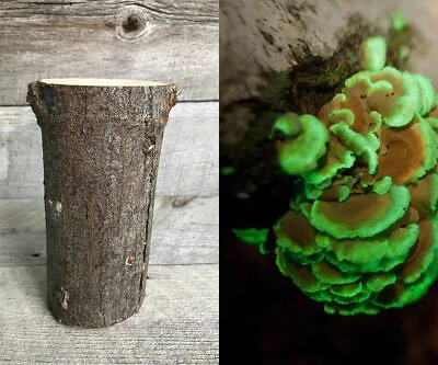 Glow In The Dark Mushroom Panellus Stipticus Bioluminescent Habitat Log (PRE-INO • $26.95