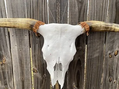 LONGHORN STEER SKULL  3 Feet POLISHED BULL HORN MOUNTED New COW HEAD • $180