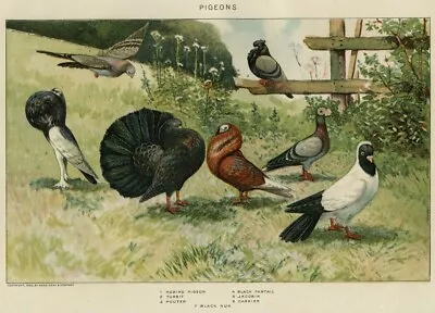 FANCY PIGEONS Genuine 1902 (Dated) Chromolithograph Natural History  • £15.24