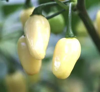 Mini White Habanero Pepper Seeds Peruvian NON-GMO FREE SHIPPING • $1.69