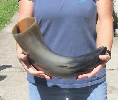 20 Inch Polished Thick Water Buffalo Horn From India Taxidermy #46948 • $39.99