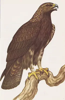 £1.89 • Buy Golden Eagle, Bird Of Prey Book Print