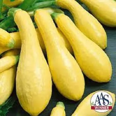 Premium Prolific Straightneck Yellow Squash - Fresh Organic Seeds  Most Popular • $1.99