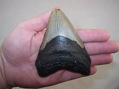 4.69  MEGALODON Fossil Shark Tooth Teeth / 7.2 Oz /NO RESTORATION /Not Dinosaur • $49