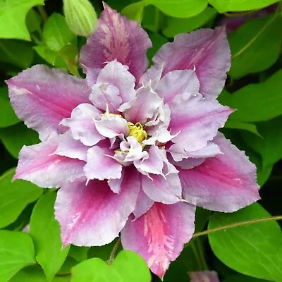 Clematis Piilu In 9cm Pot - Large Flowering Climber -  25-40cm In Height • £12.49