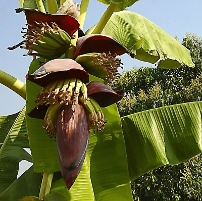 Thomson's Banana - Musa Thomsonii - Hardy Banana - 5+ Seeds - Samen - Gx 129 • £2.39