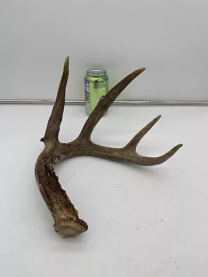 5 Point Big Wild Whitetail Deer Antler Shed Mount Antlers Decor Buck Horns Rack • $27.99