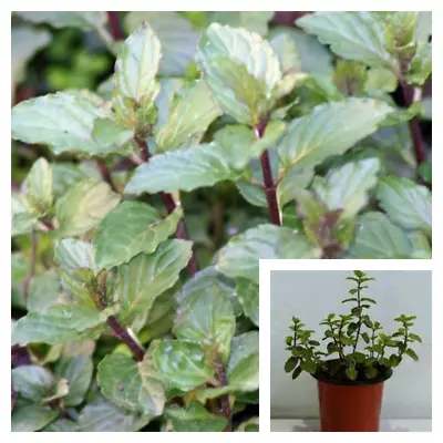 Peppermint Black Mint Menta Ennials Herbdbal Culinary Tea 4inches Pot Live Plant • $3.99