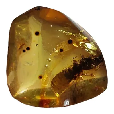 Mexican Amber From Chiapas With Termite Insect - Exceptional Quality ! • $97.99
