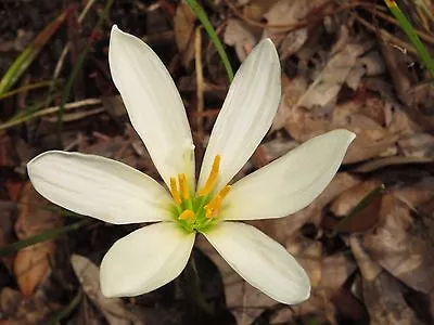  Rain Lily Zephyranthes Summer Snow  2 Bulbs NEW Habranthus • $18