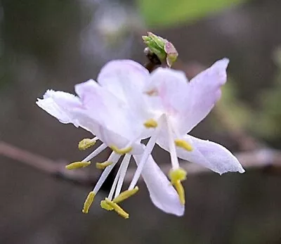 Lonicera Fragrantissima | Winter Honeysuckle | 20_Seeds • £9.61