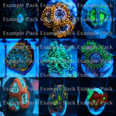 Mixed Coral Pack 10 Frags (Soft SPS LPS) • $174.99