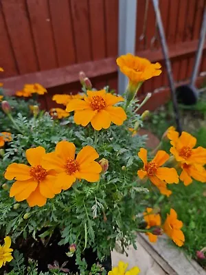 Marigold Plant 50 Seeds Orange • £0.75