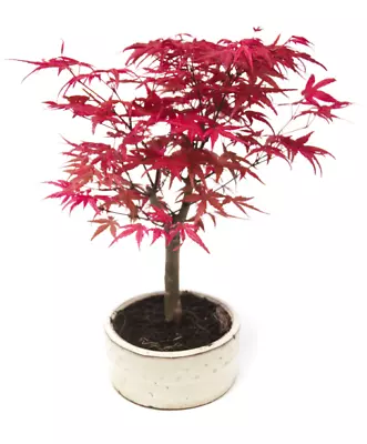 Japanese Maple Bonsai Tree (acer Palmatum Deshojo) In 12cm Pot • £32.99