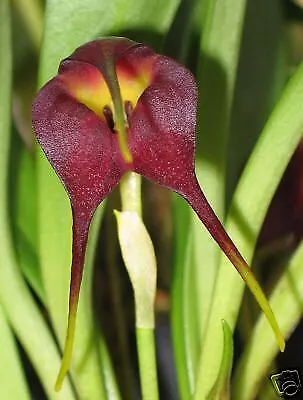 Orchid Species Masdevallia Rolfeana. Blooming Size Plants • $18.99