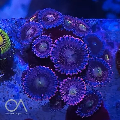 P Layboy Bunnies Zoa Frag Colony Coral WYSIWYG • £14.99