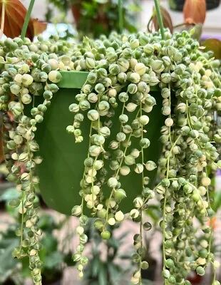 £4.99 • Buy Senecio Rowleyanus Variegated 2x Cuttings | String Of Pearls Trailing Succulent