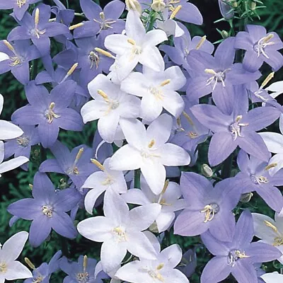 Campanula Pyramidalis - Mixture- Approx 100 Seeds - Hardy Perennial  • £2.10