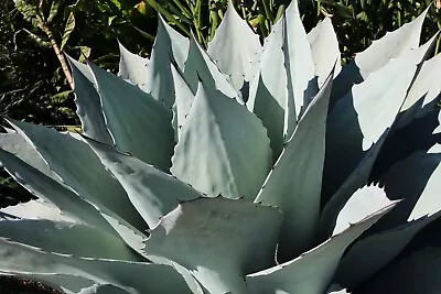 Agave Ovatifolia Vanzie • $45.90