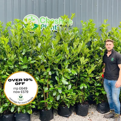 6-7ft Laurel Hedging X 10 For £649 FREE DELIVERY • £649